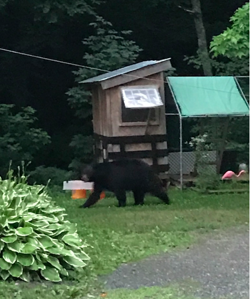 Raising chickens-a bear visits the chicken coop