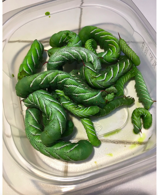 tomato worms