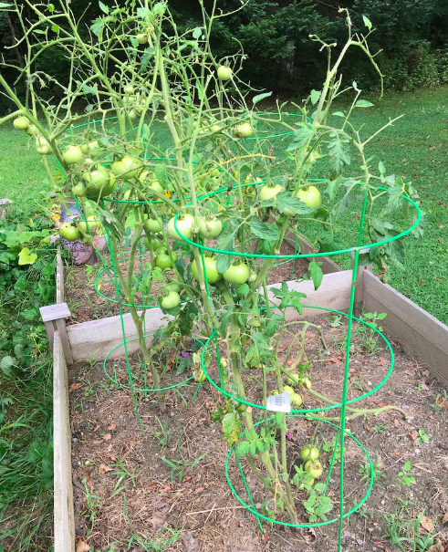 plants attacked by tomato worms