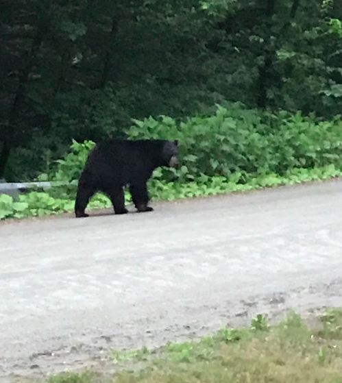 Raising chickens - bear walking down road away from chicken coop