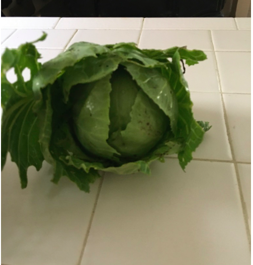 Rogue cabbage that grew with my Brussells sprouts