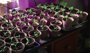 Tomatoes transplanted to larger pots