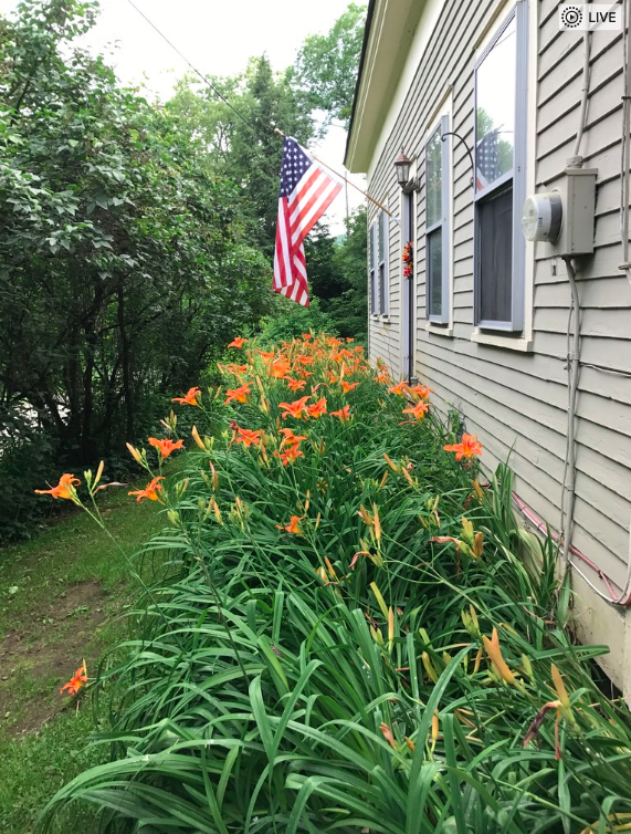daylilies 4th of July