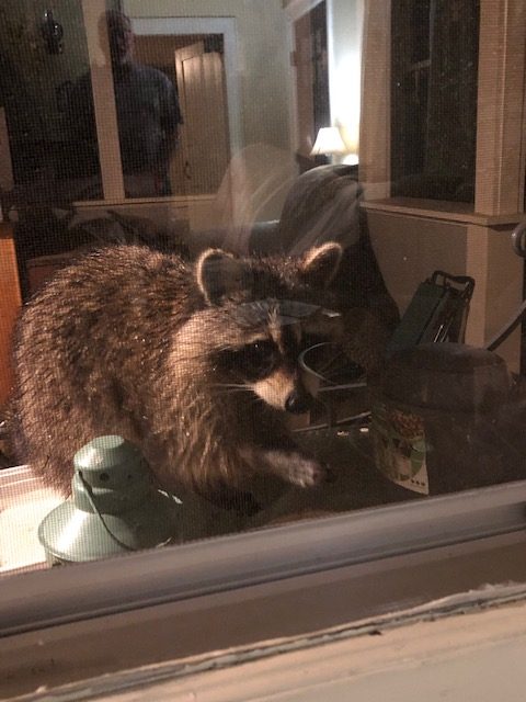 raccoon visit