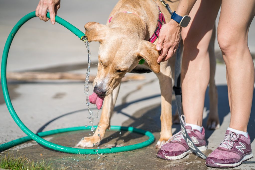 Keep cool without air conditioning-don't forget to give your pets plenty of water