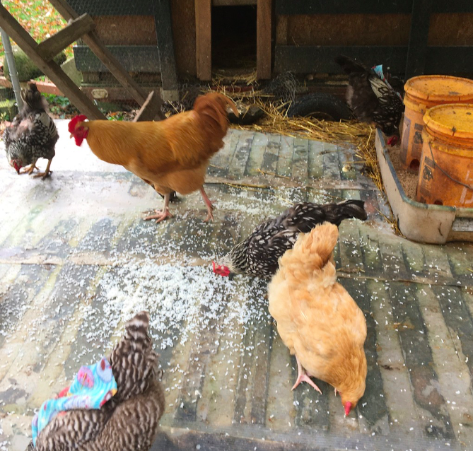Tips for raising chickens-raise chickens-feed and water chickens outside the coop