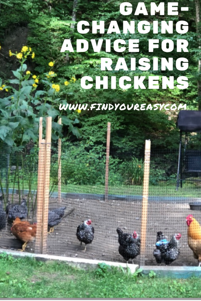 Chickens in outside enclosure at home farm