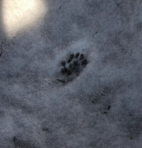 Raccoon print in snow near chicken coop.