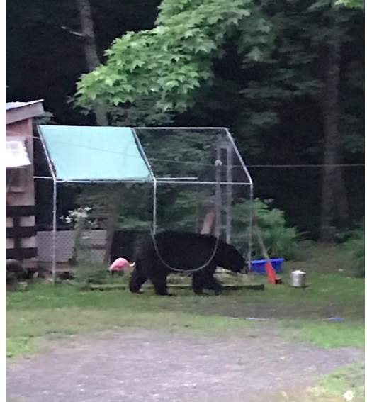 bear visiting our chicken coop