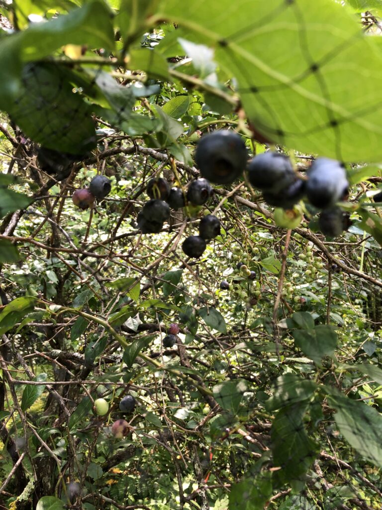 blueberries ripening on the bush
