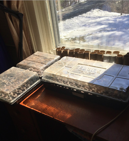 Starting tomato seeds early - And the sewing table becomes a seed starting station