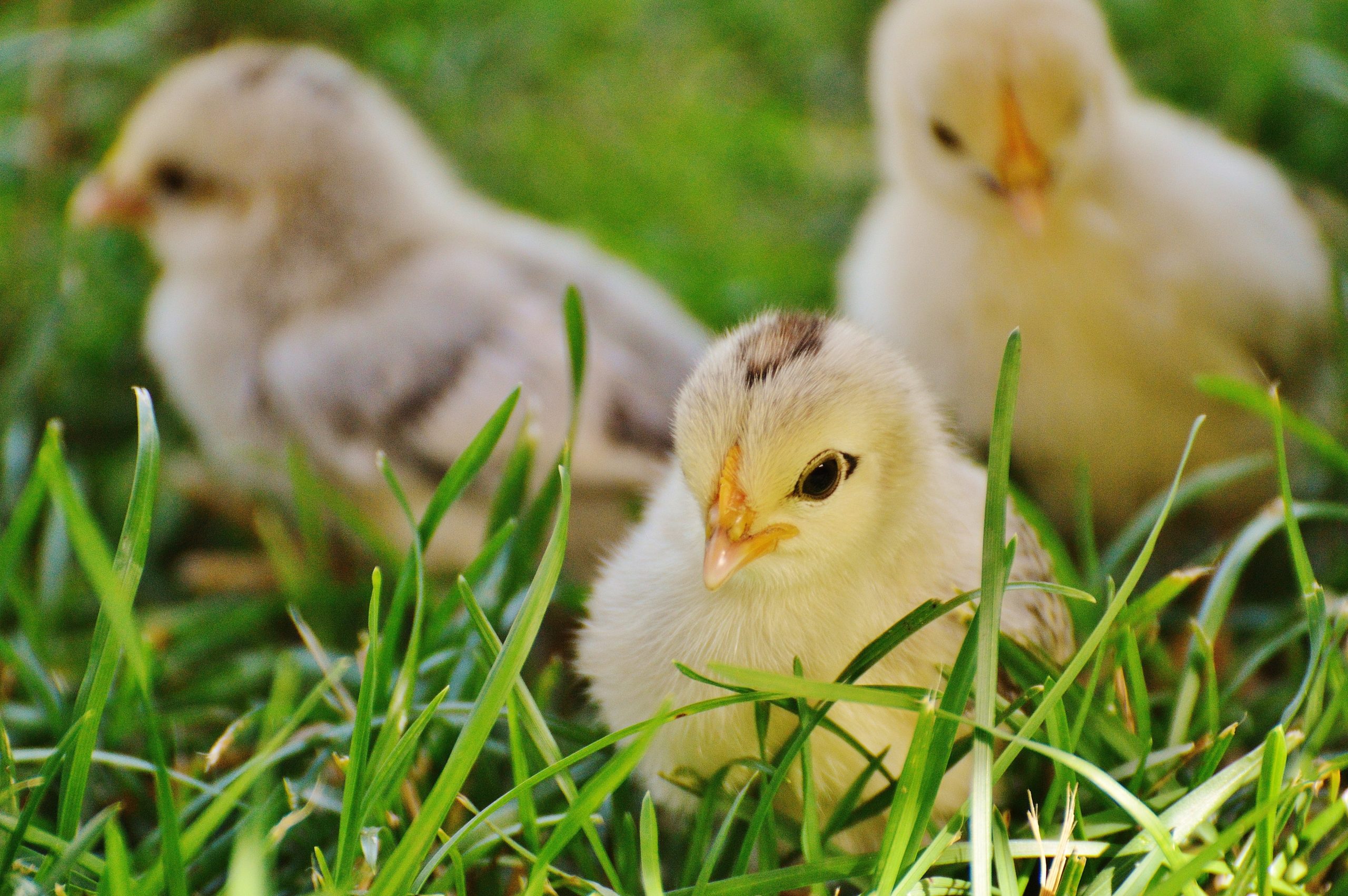 raising chickens-baby chicks