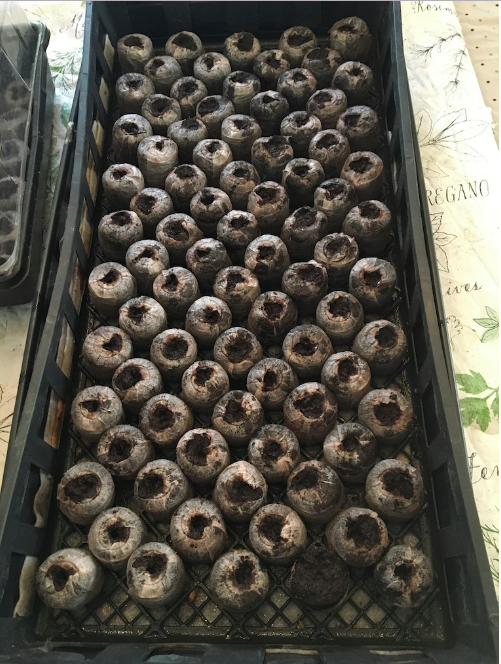 Starting tomato seeds early - pods with planted seeds on tray