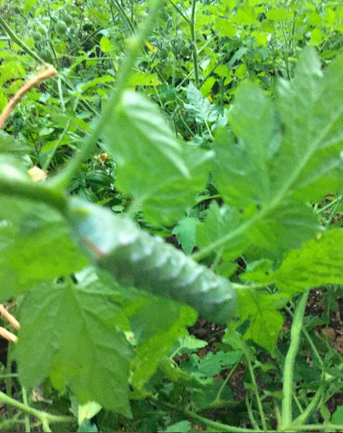 How to stop tomato worms for good
