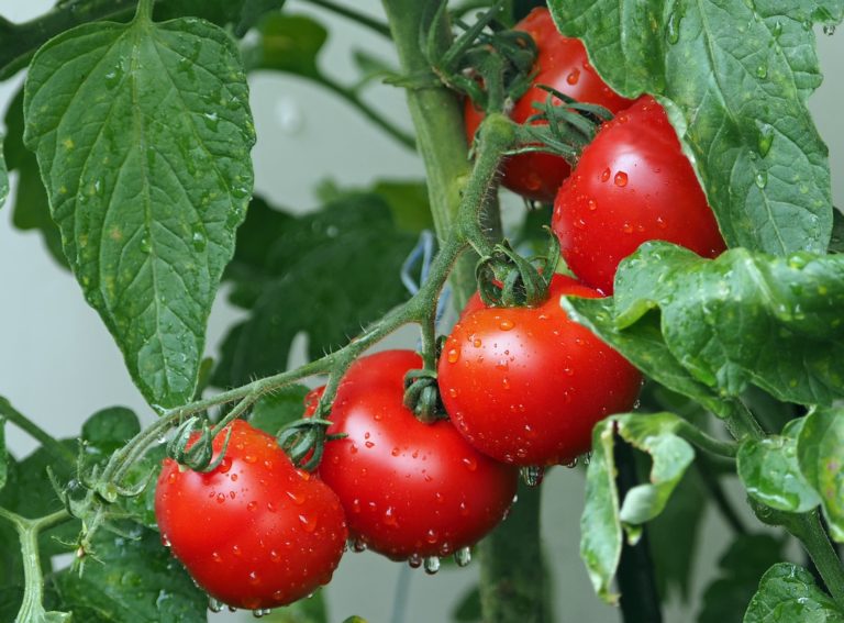 How to start tomato seeds indoors