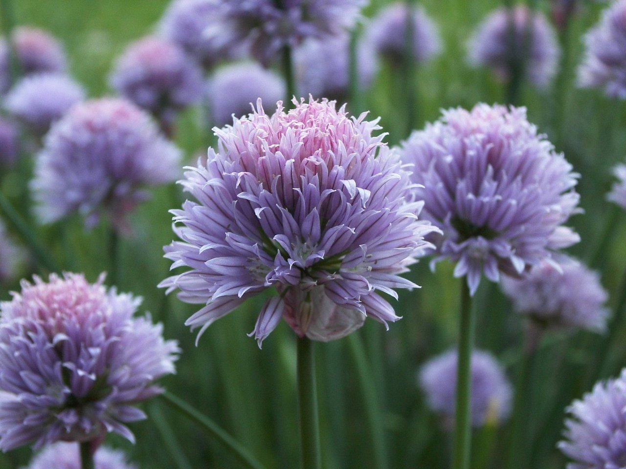 chives blooming-chive blooms-chive blossom vinegar