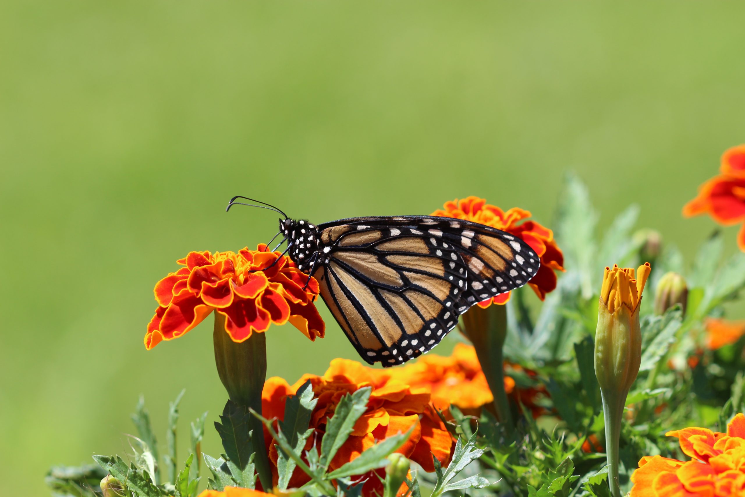 monarch on marigold