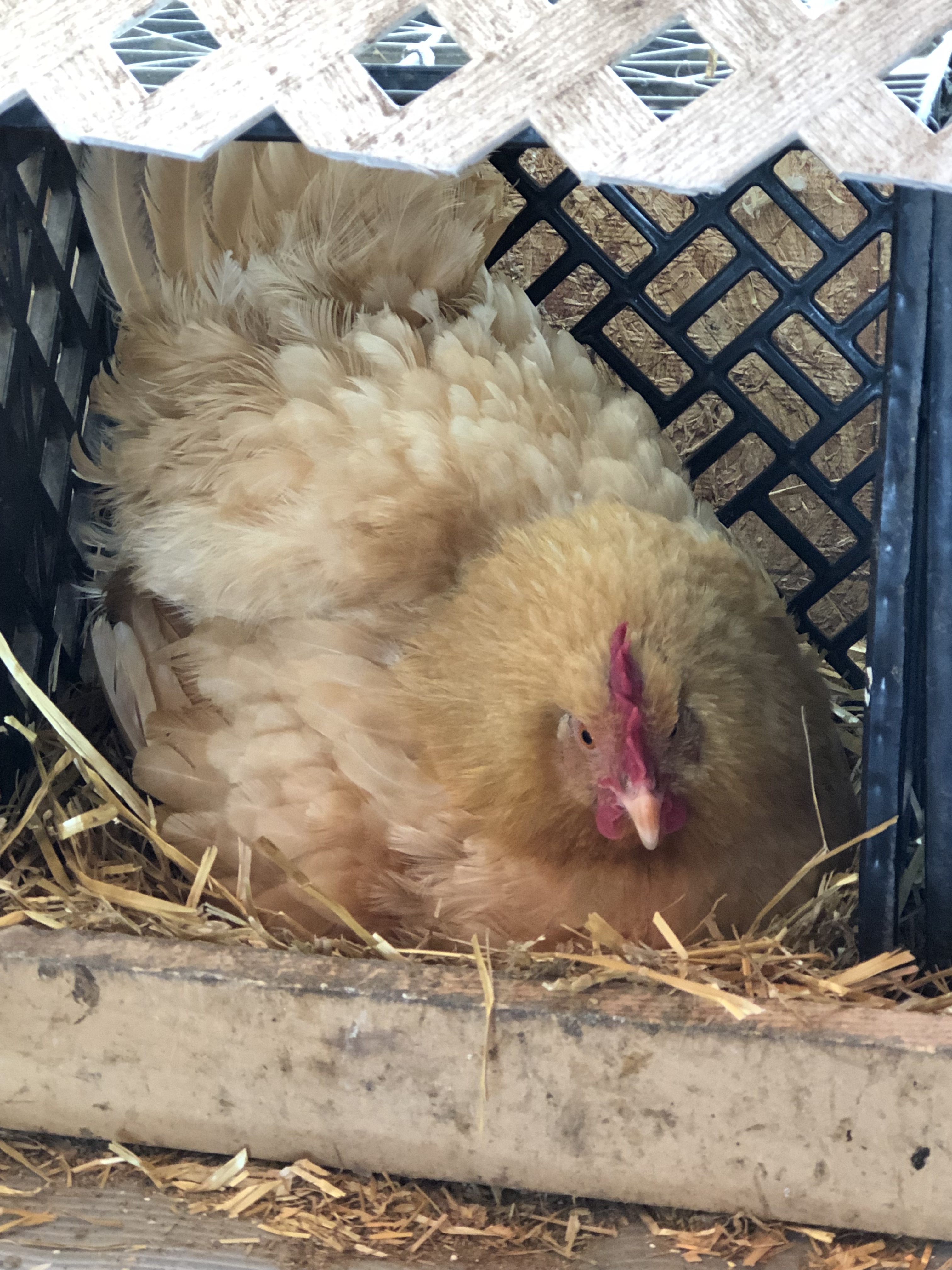 nesting chicken