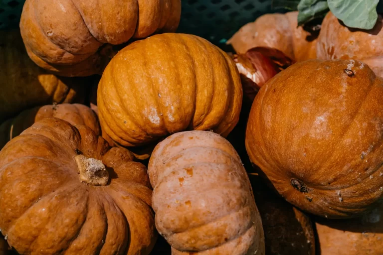 The best pumpkin recipes EVER! 