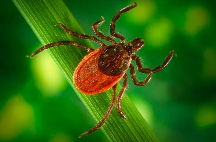 What is anaplasmosis? Why you need to know about this tick-borne illness!