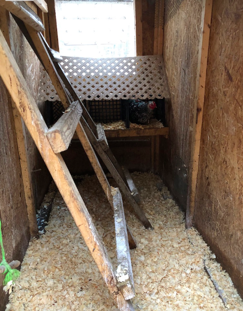 Tips for raising chickens-indoor roosts with deep litter